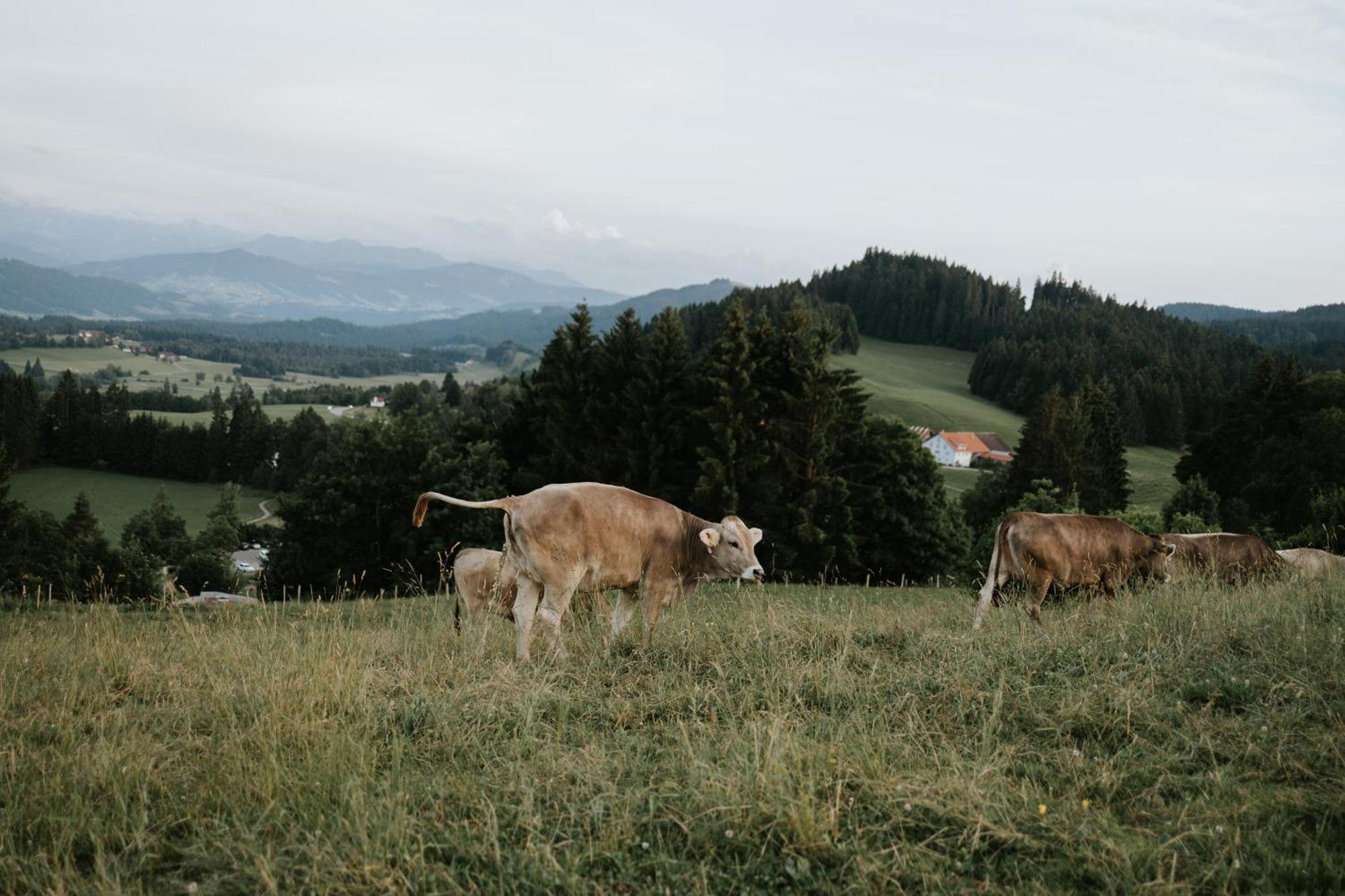 Heimatel - Ferienappartements Hochberg Argenbuhl ภายนอก รูปภาพ